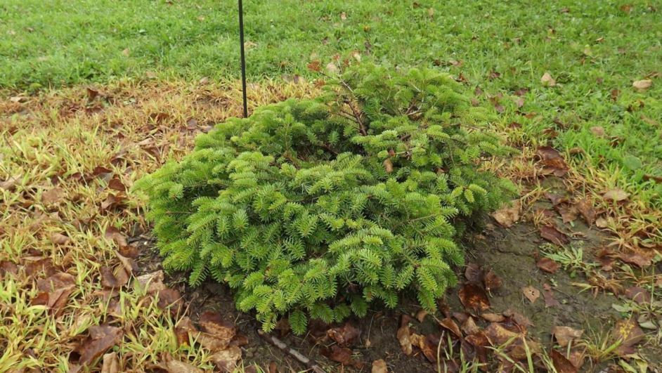 Abies nordmanniana 